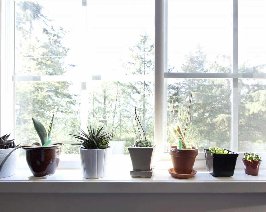 row of potted cacti on a windowsill