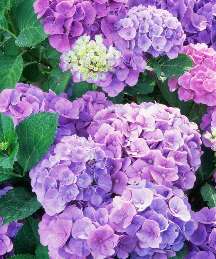 Hydrangeas