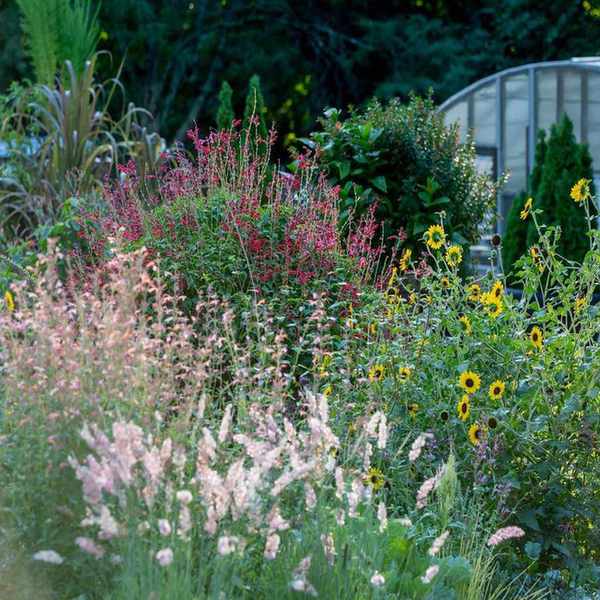 Staggered rows of sunflowers can help to shield young plants from the sun in the flower or veg garden