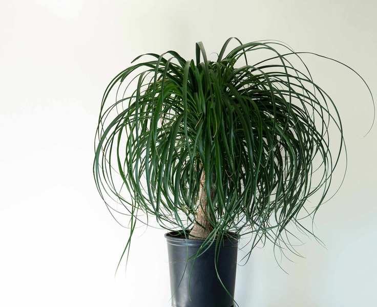Plants to avoid in the bathroom