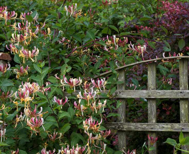 honeysuckle growing along a fence