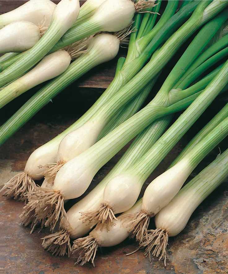 A bunch of White Lisbon scallions