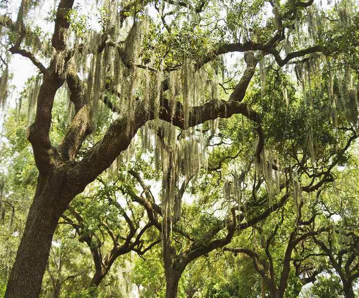 Live oak trees