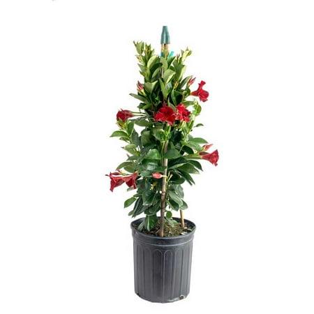 Costa Farms 36" Tall Mandevilla, Bright Indirect Sunlight, Indoor Live House Plants, Grow Pot