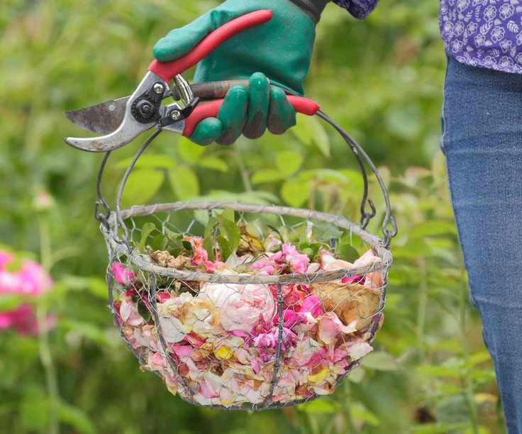 collecting dead flower heads in a basket