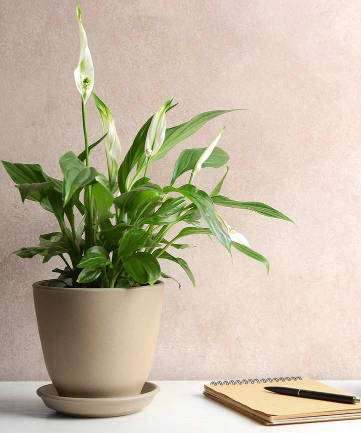 Instagram houseplant trend