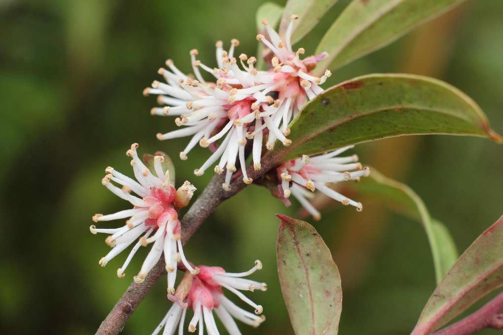Sarcococca hookeriana var. digyna 'Purple Stem'