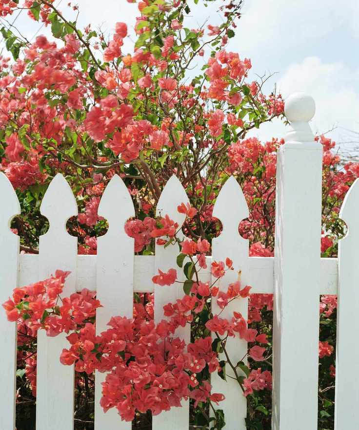 Bougainvilleas and white picket fence