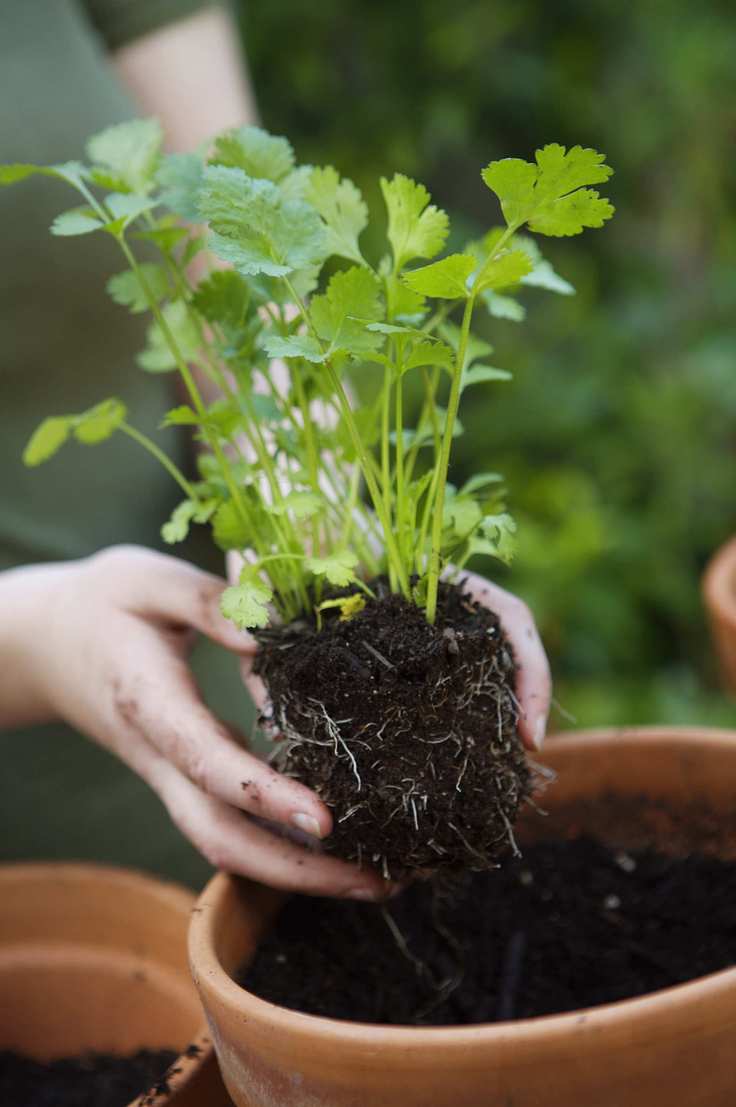 Planting cilantro