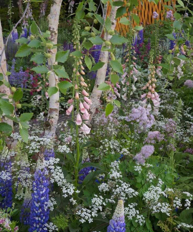 foxglove suttons apricot planted in a mixed border