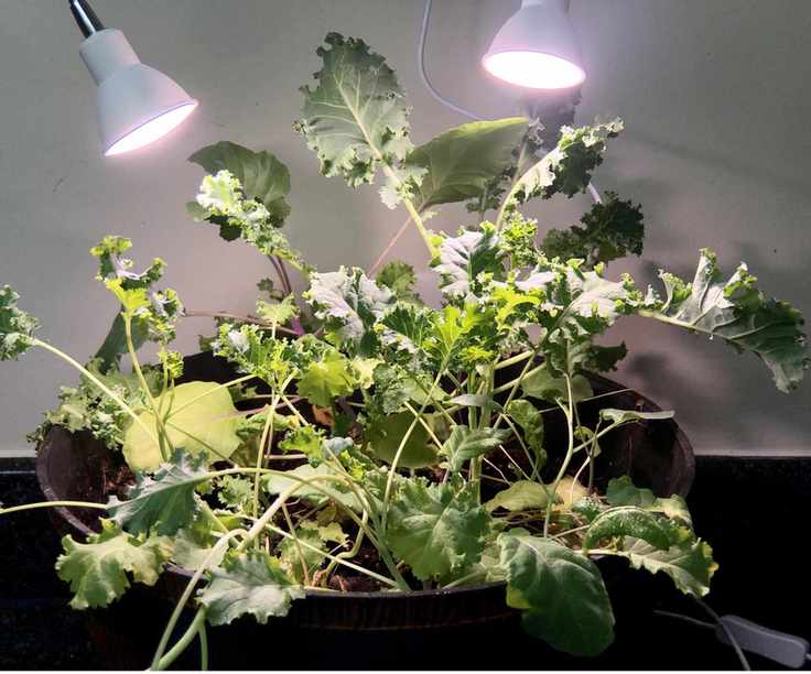 Grow lights
