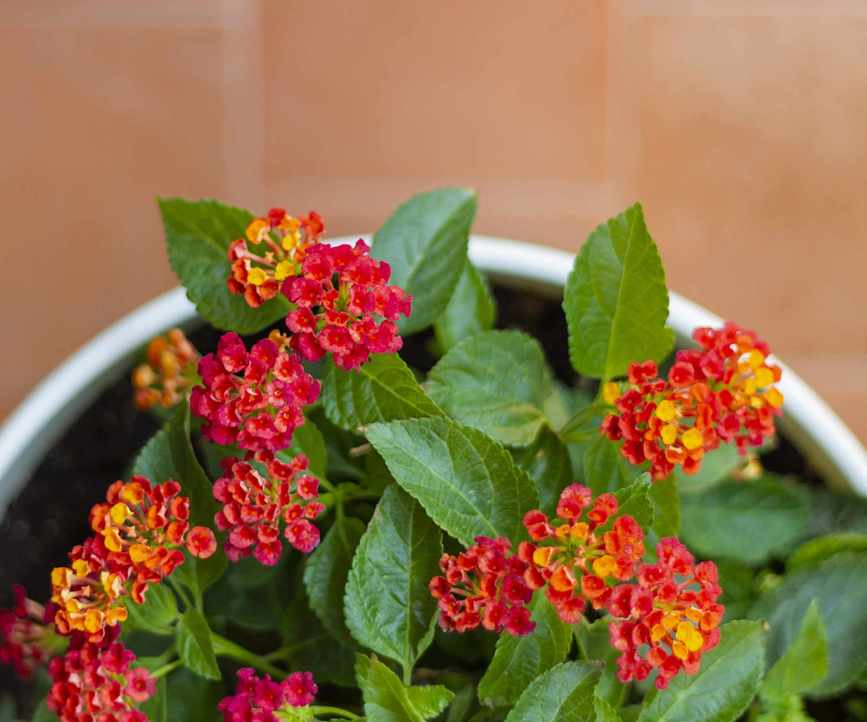 Lantana in bloom in a pot
