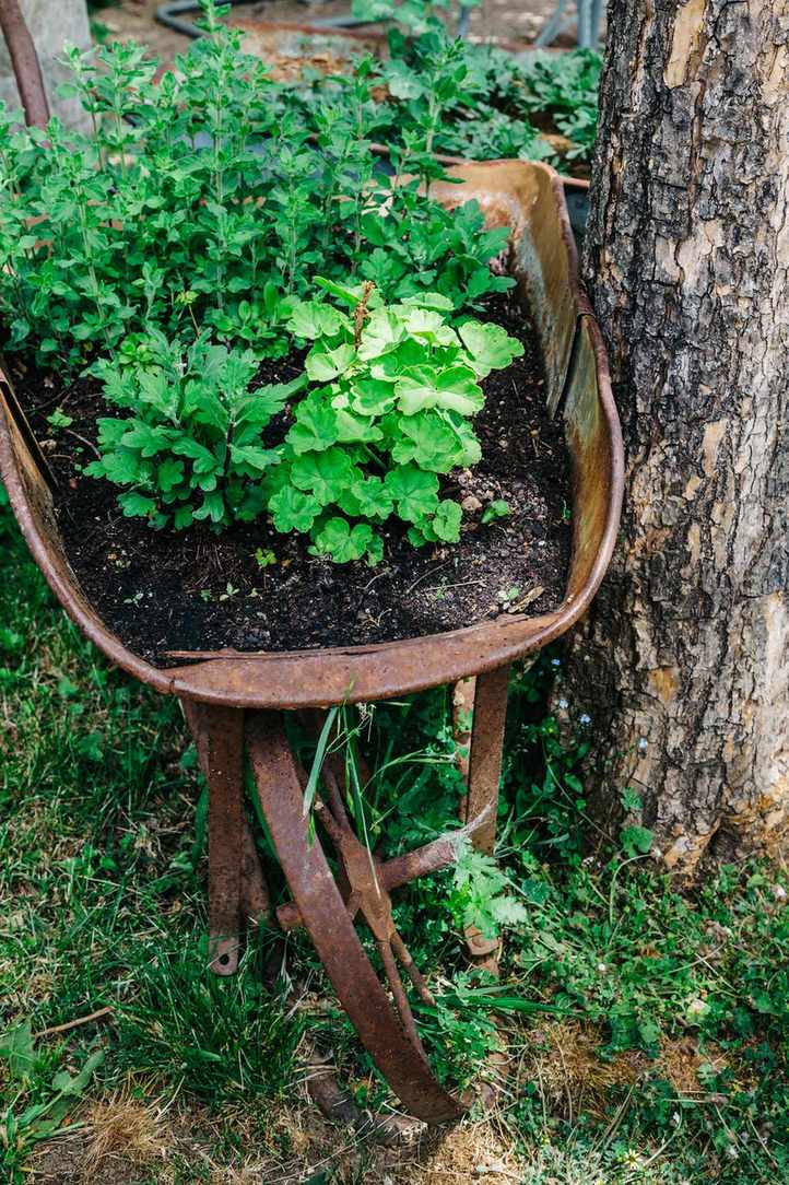 herb garden ideas GettyImages-1225524005