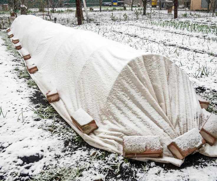 Vegetables protected from frost by row covers