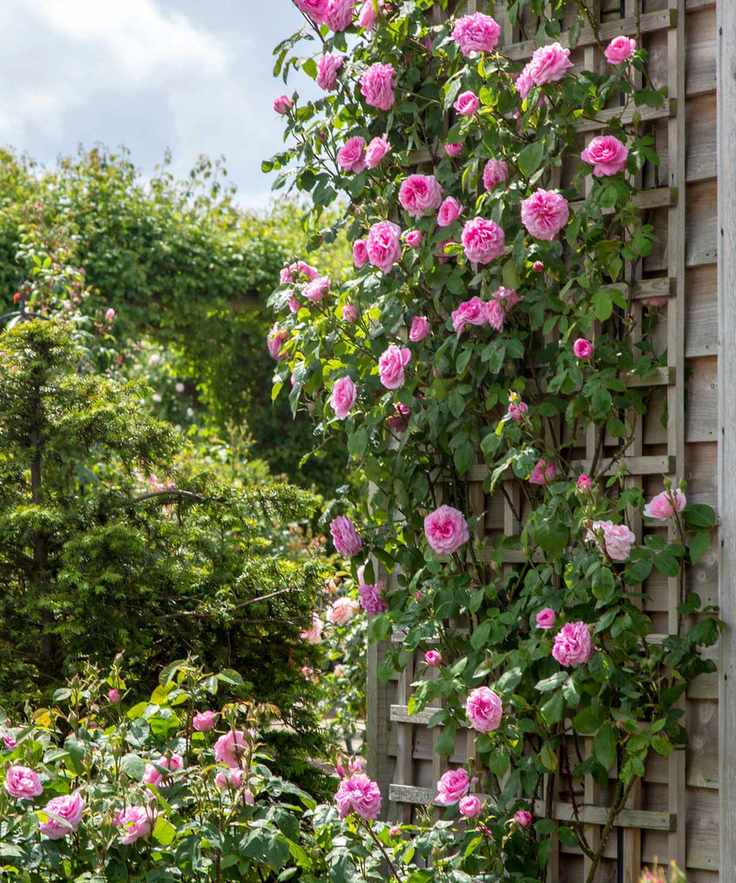 pink Gertrude Jekyll climbing rose