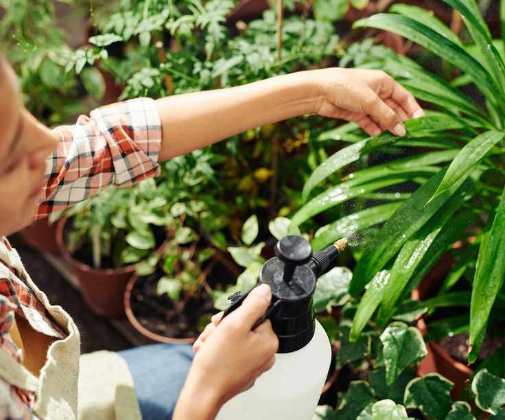 spraying plants
