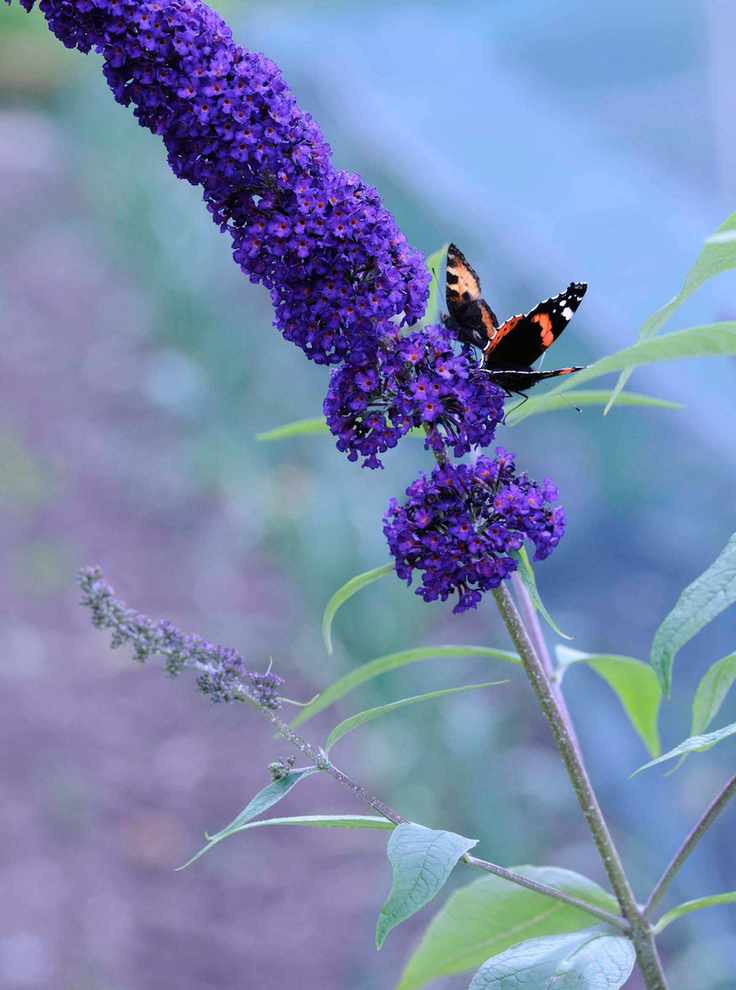Buddleja davidii 'Black Knight'