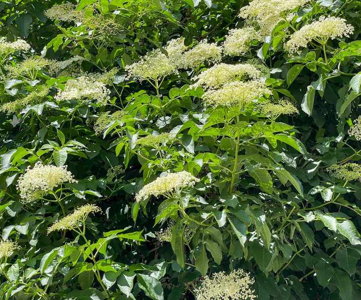White flowers on a Sambucus Canadensis elderberry bush