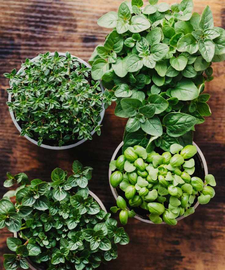 herbs in pots