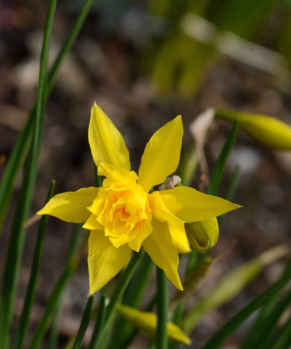 Daffodil flower