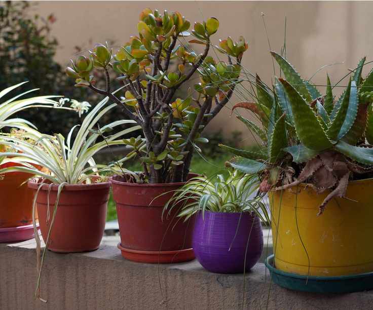 Move houseplants outdoors