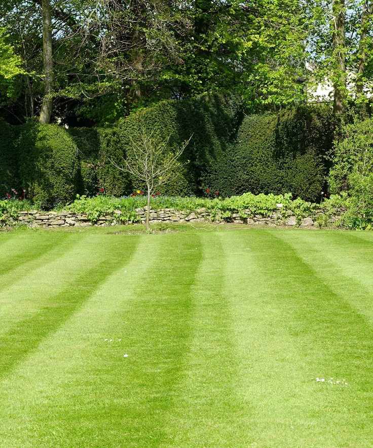 Minimalist lawn
