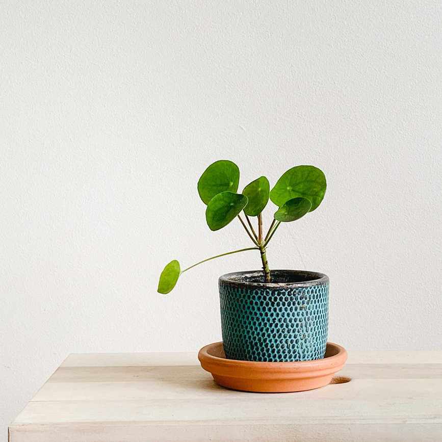 Chinese money plant