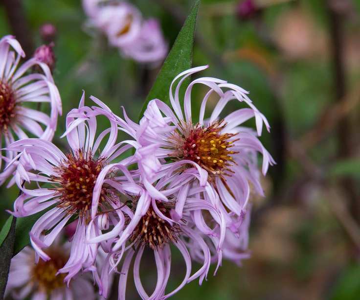 Climbing aster