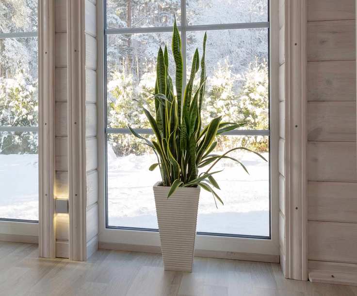 Sanseveria/snake plant