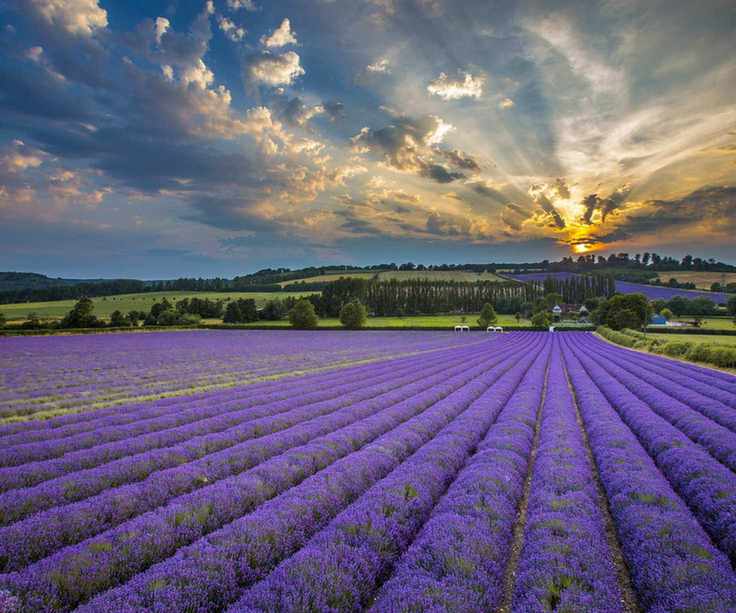 Lavender growing field