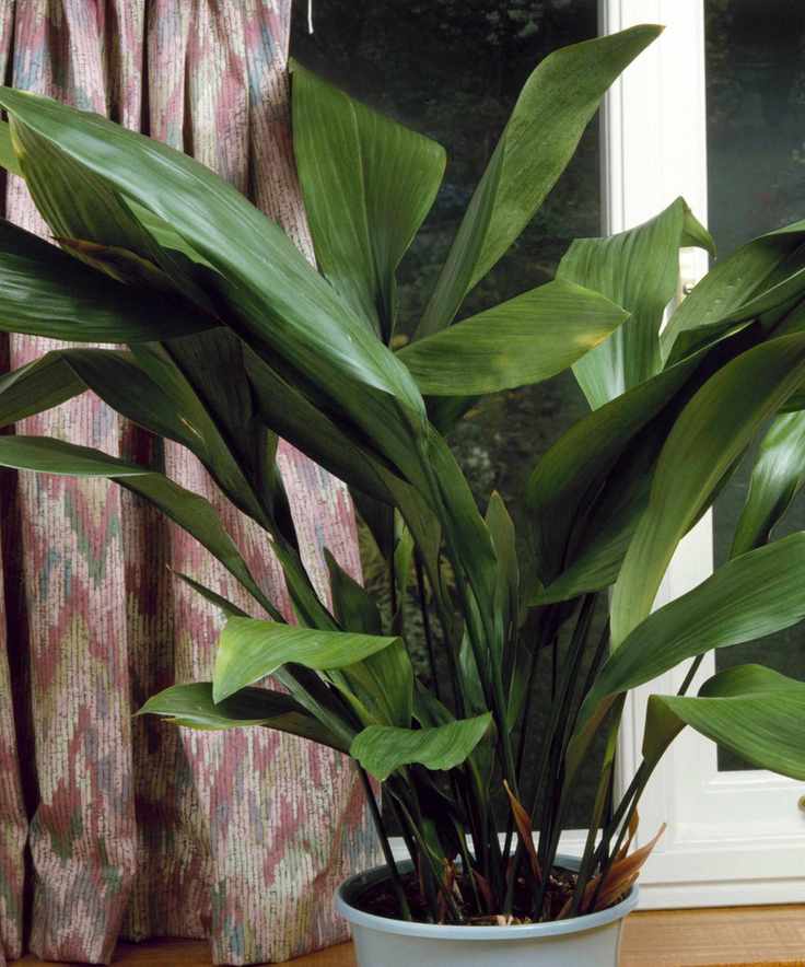 Aspidistra in pot