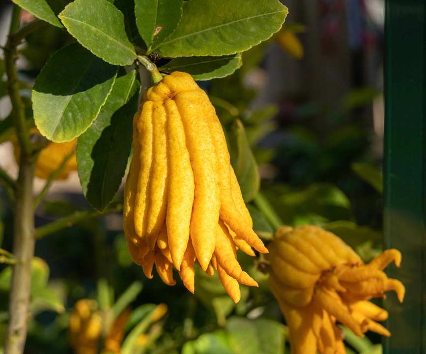 The unique fruits of a Buddha's hand citron growing on a tree