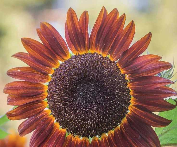 Chianti Hybrid sunflowers with deep maroon petals