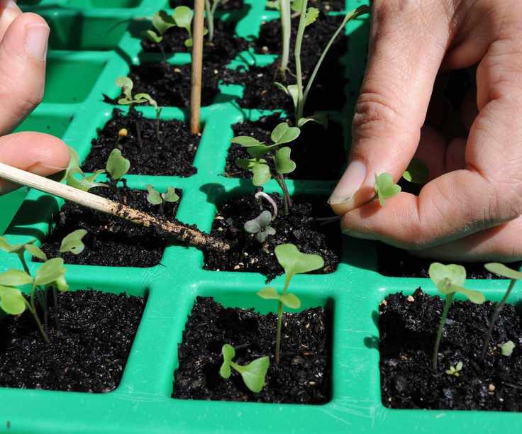 kohlrabi seedlings being thinned before potting on