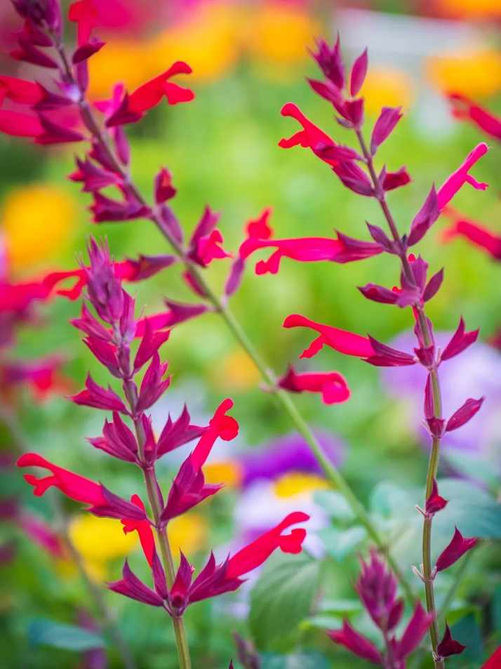Salvia, Roman Red with pink-red blooms