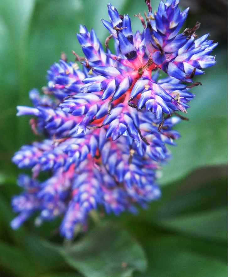 Bromeliad blue tango flower