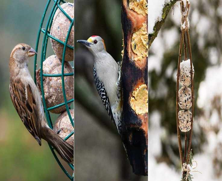 Crafting Fat Balls for Birds: A Simple Guide to Winter Feeding