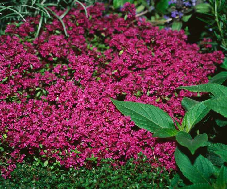 Red creeping thyme in bloom