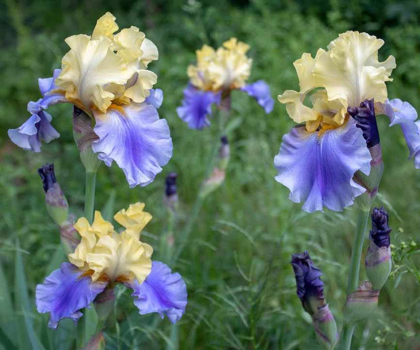 bearded iris 'Edith Wolford' flowering in cottage garden