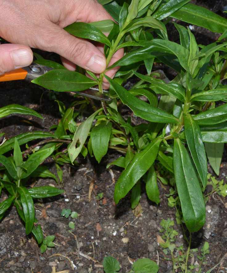 Close up of taking penstemon cuttings