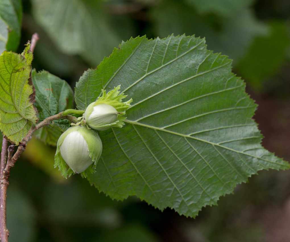 Hazel (Corylus avellana)
