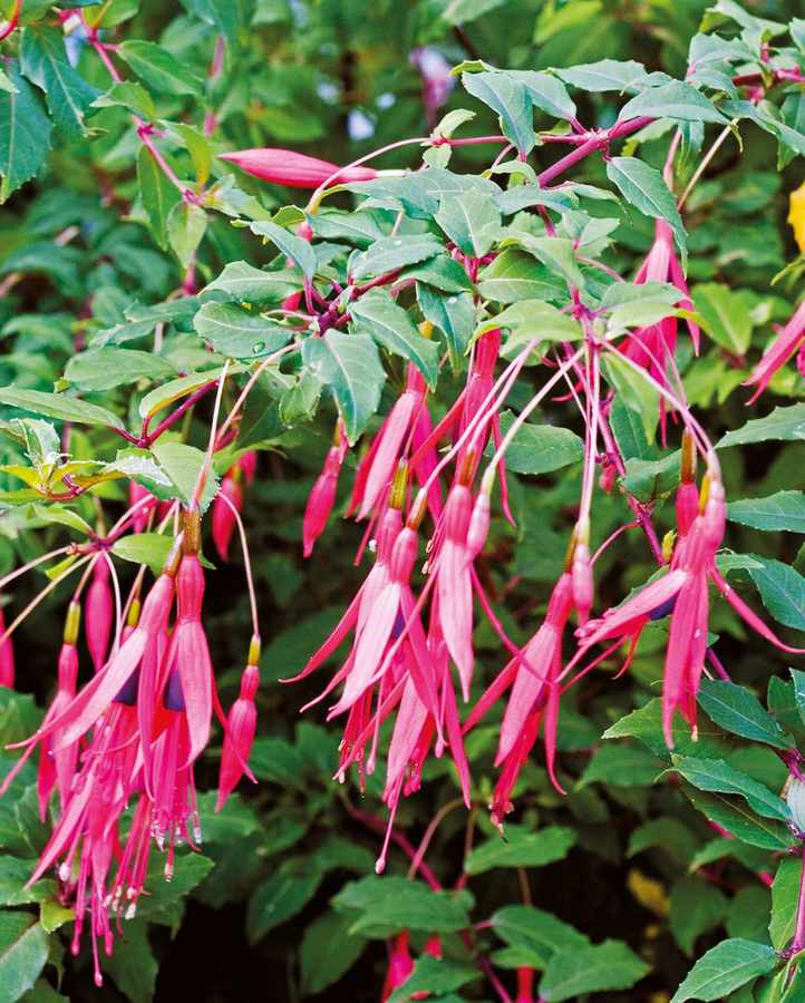 Hardy fuchsia magellanica in full flower with deep crimson blooms