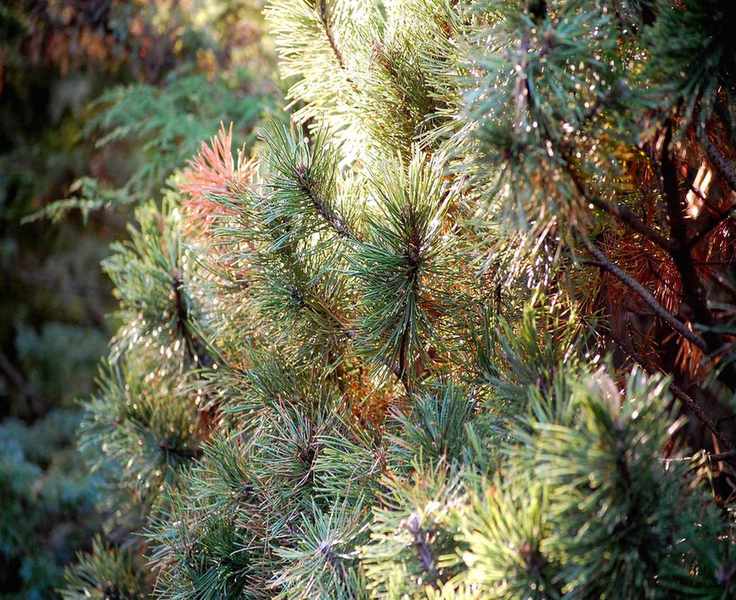 Close up of pine tree