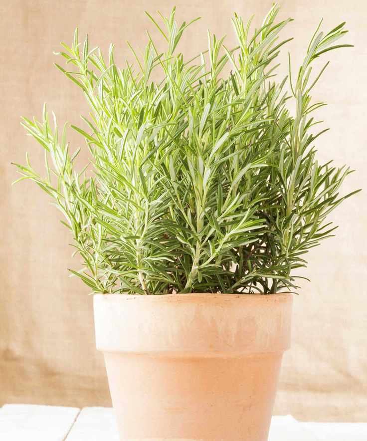rosemary in terracotta pot