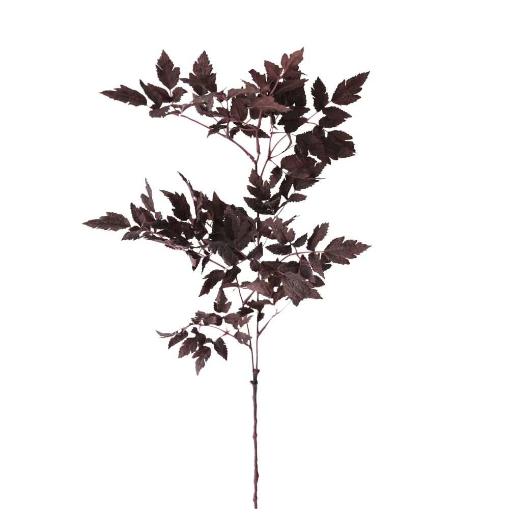 Plum Fake Cimicifuga Ramosa Leaves