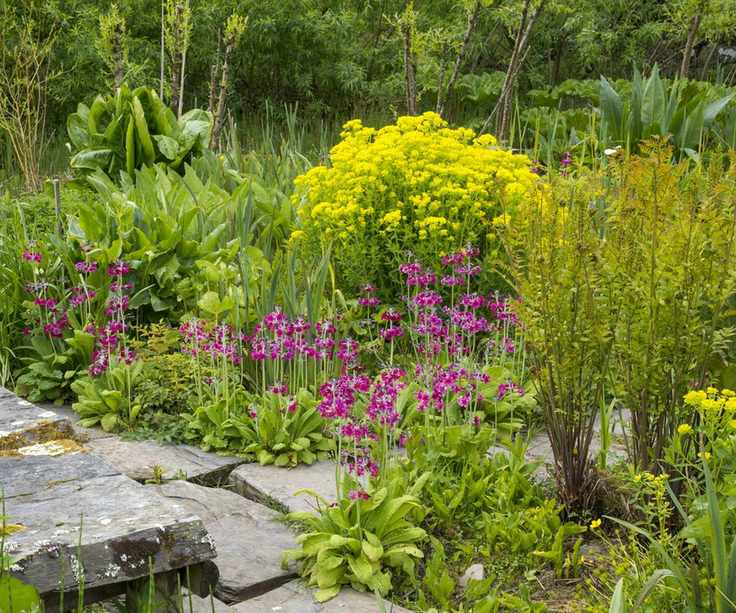 Bog garden with shrubs and perennials