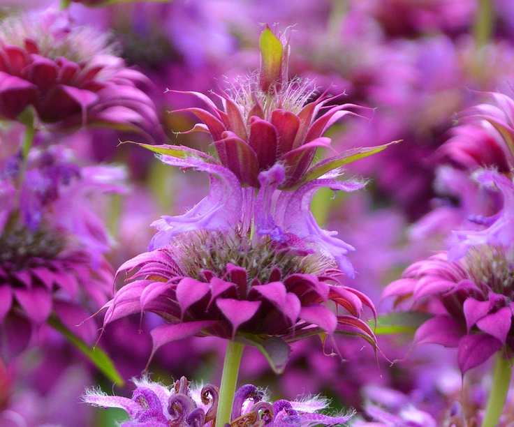 The lilac and mauve flowers of lemon bee balm (Monarda citriodora)