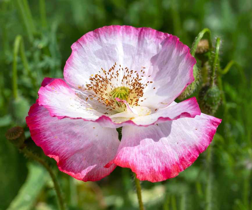 Pink double petals of poppy 'Shirley' or &amp;lsquo;Reverend Wilks Variety&amp;rsquo;