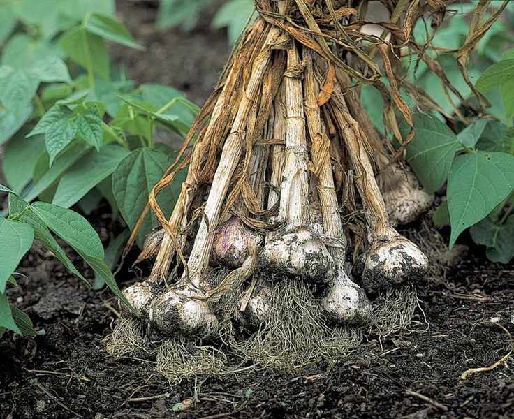 Harvested garlic bulbs