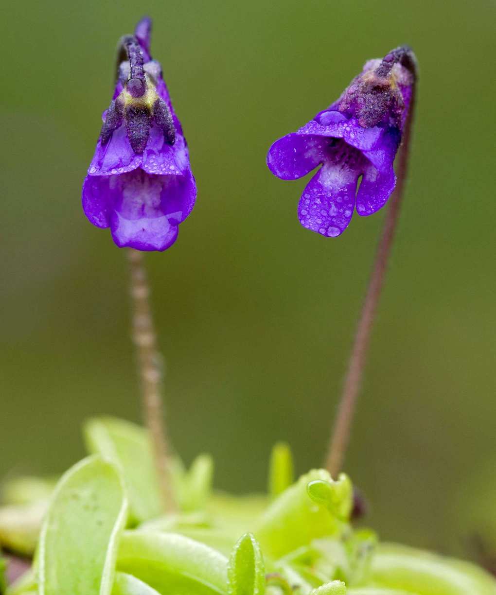 butterwort with purple flower